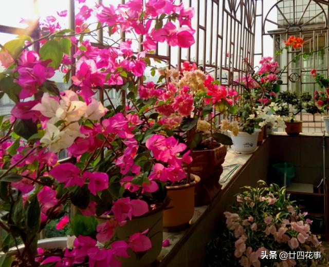 家养3种花，让它们“交接班”，一年开花365天，阳台变花海
