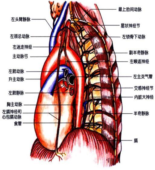 6种常见纵隔肿瘤的影像解读与鉴别要点，一文击破