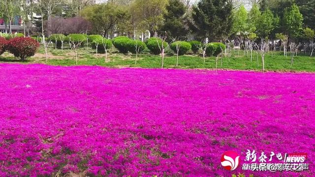 趣旅游@芝樱花海，为新泰“织”起“彩色地毯”！