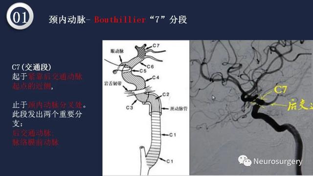 头颈动脉系统相关解剖