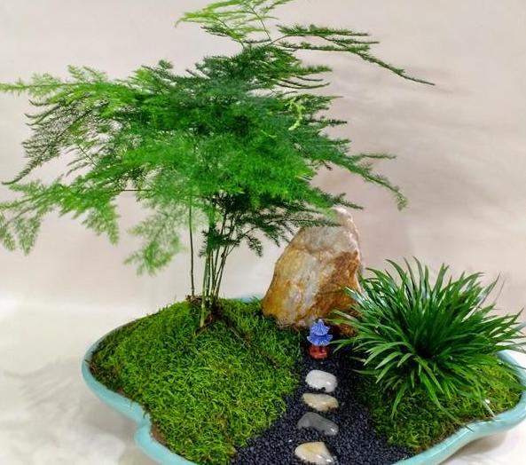 如何刺激文竹疯长侧芽？抓住4个关键点，春末可多养好几盆