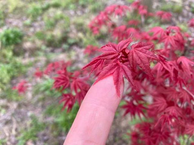 枫树|有图有真相，春天的枫叶实在太迷人了，浙江有人卖它年入百万