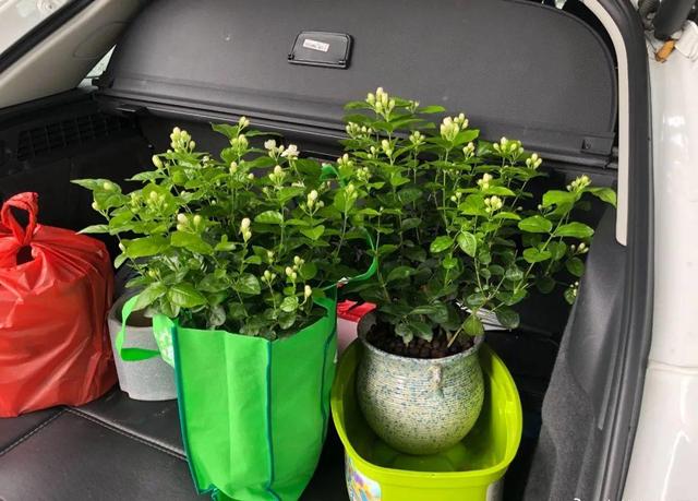 逛花市去捡漏，买了一堆长寿花，拿回来竟然全活了