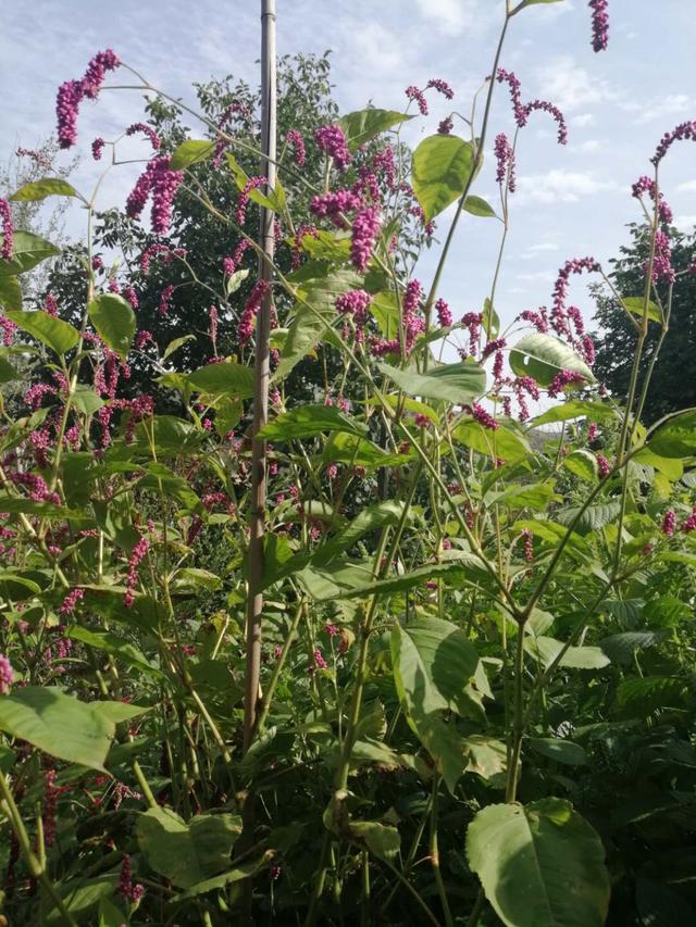 醉人的金色——秋收时节