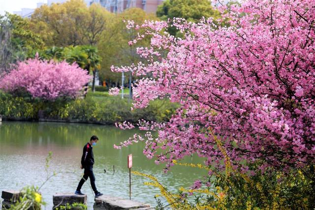 「趣旅游」趁樱色,入画来!