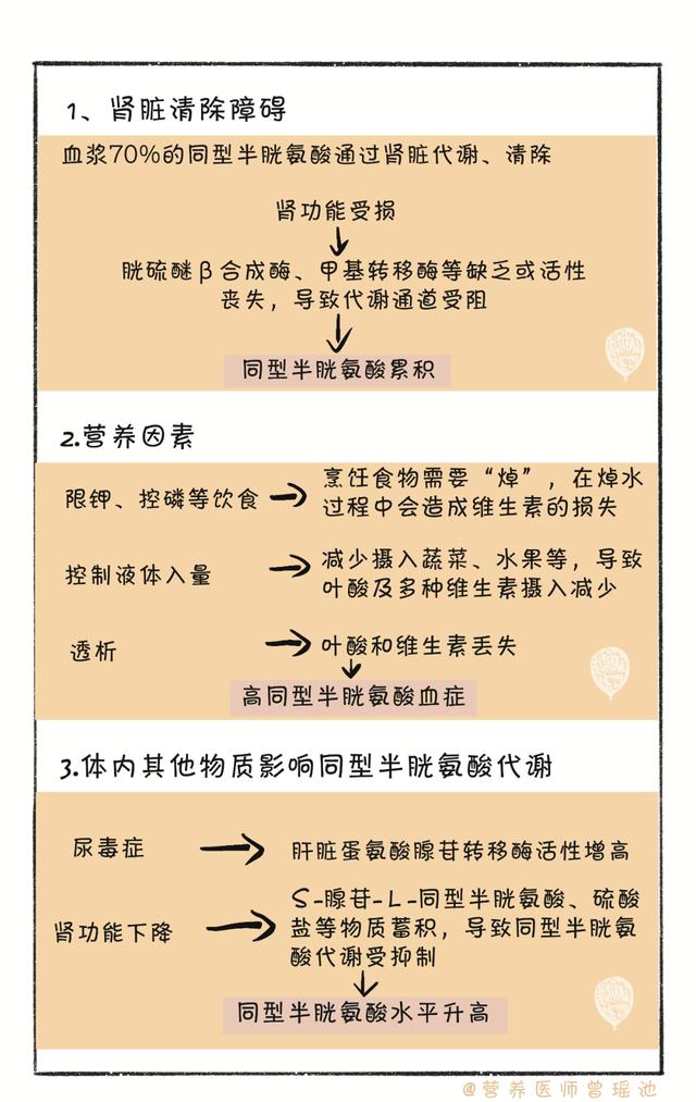 “保肾”路上，除了肌酐、尿素氮、蛋白尿，不要忘了同型半胱氨酸