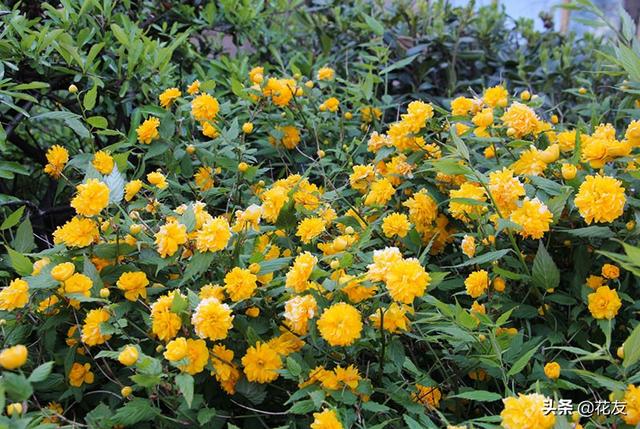 棣棠花的日常养护、繁殖和越冬，一生黄色付西风