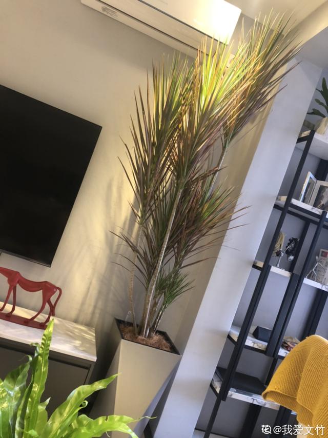 15种镇宅花，家里摆一盆，镇宅旺运超霸气