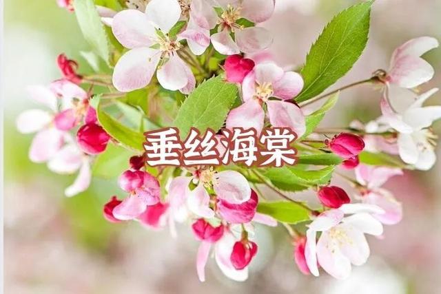 答案|春天来啦！我宣布：上海人“花痴”等级考开始！全答对算侬结棍