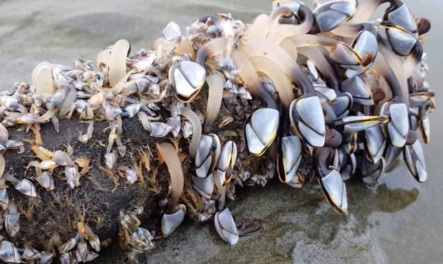 有些海鲜不能“以貌取人”，虽然“丑”，但是很鲜美，就是有点贵