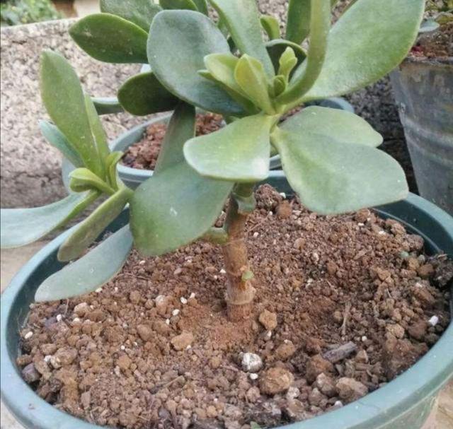 花盆里出现4种“症状”，花卉长不旺，难开花，需要尽早换盆