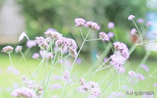 漫看烟雨静守花开