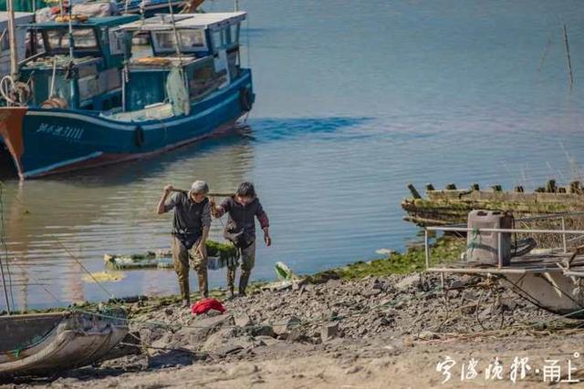 季节|我叫苔菜，不叫海苔！宁波人喜爱的这种美食，正大量上市