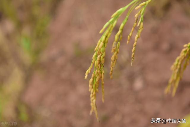 张廷模中药学讲稿 48 薤白 柿蒂 山楂 神曲 麦芽 谷芽