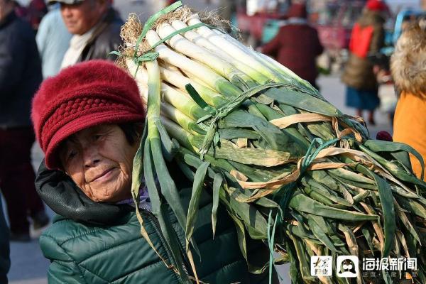 白菜|曾经，山东人的阳台囤住了整个冬天