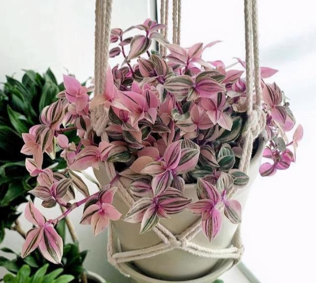 寒冷的冬天阳台“冷清”，养这5种花，叶子比花美，不开花也漂亮