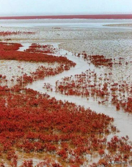 #行路万里#辽宁竟私藏了一片颜值超高的红海滩