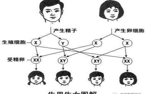 逗比大家庭|在南昌做试管婴儿为什么生男孩的多？难道试管生的都是男孩？
