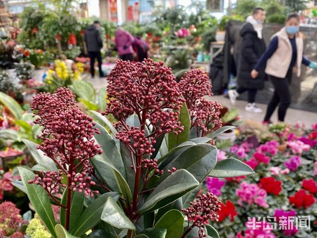 李村大集年宵花走“高级风”紫玉珊瑚高调登场