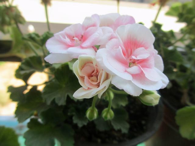 这“三种花”是勤花小普货，遇水疯长寓意好，单朵能开一个月