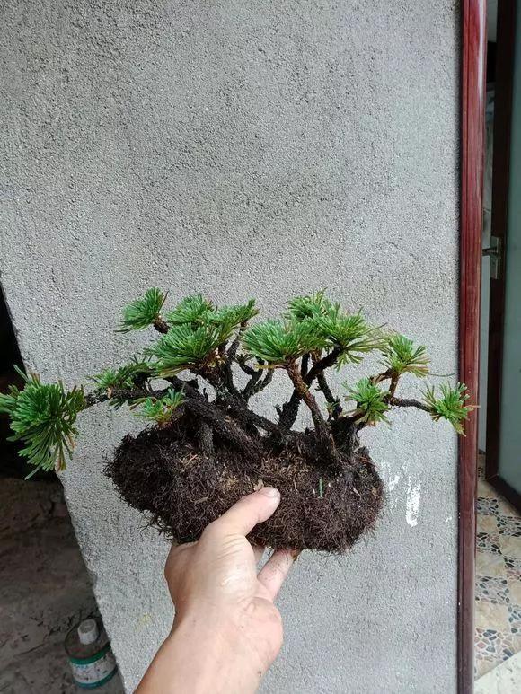 路边野草，种盆里变成值钱盆景，超好养还好看