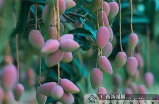 中欧|中欧地理标志协定生效 广西12个产品纳入互认清单