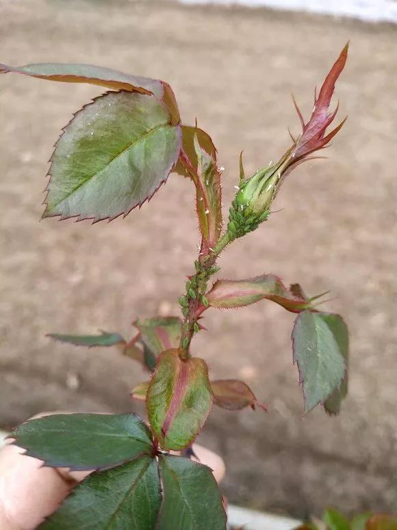 11月给花浇点自制“杀虫水”，虫子死光光，花草好过冬