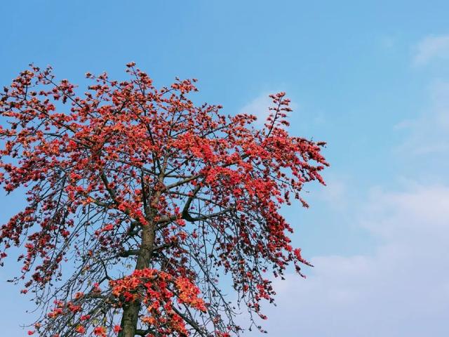 你的育儿经▲冬天孩子易感冒，常吃这款辅食，润肺止咳，宝宝少感冒，雪梨蒸糕