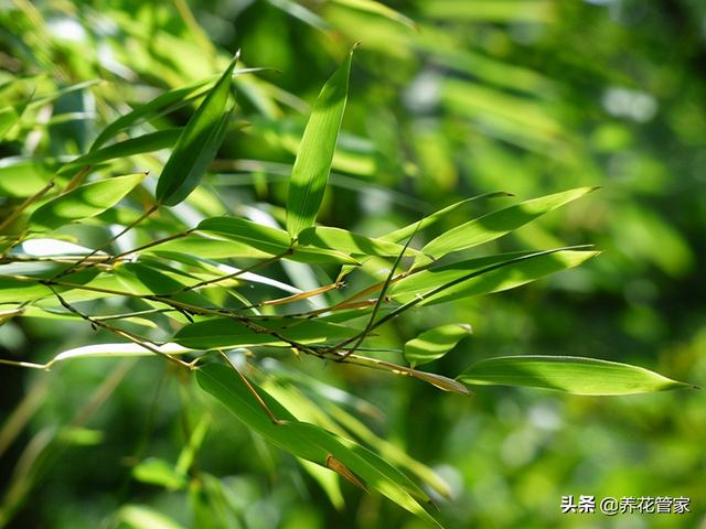 不同的竹子，寓意大不同！过年养一种，寓意好