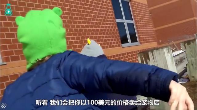 伐木累|5岁女儿提议“卖掉”弟弟，亲爸连忙了解原因，网友：逻辑鬼才