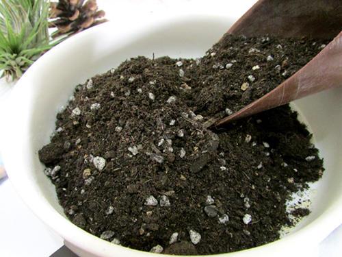 室内阳台养多肉，不要掉以轻心！密封空间盆栽更需注意细节