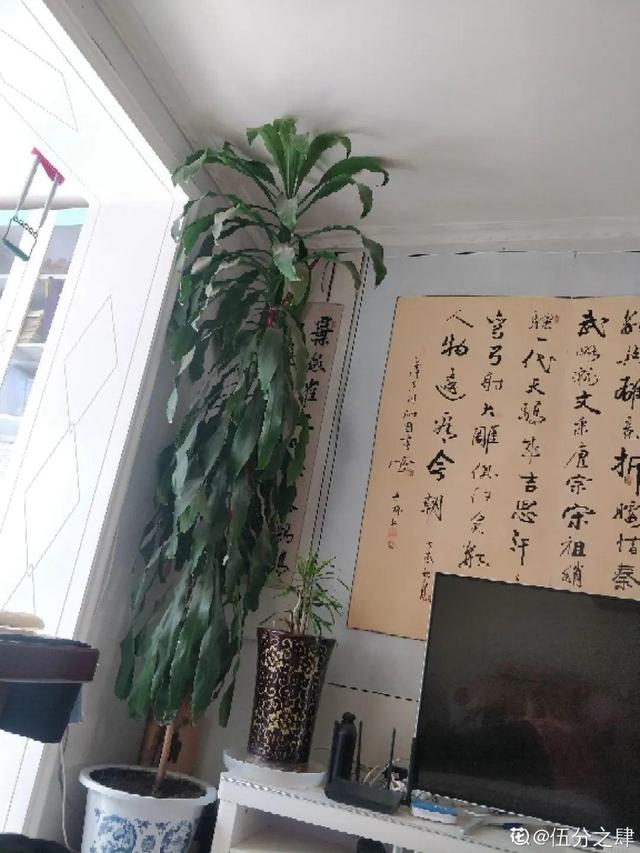 懒人适合养什么花，浇水少，不挑土，它比人还懒