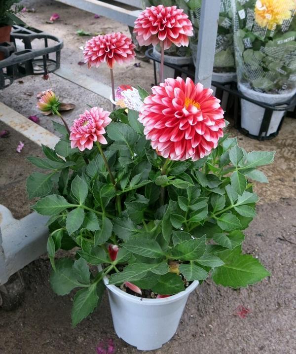 『新家大变样』大丽花开花比月季大,花型似菊花,块茎如地瓜,实在令人炫目