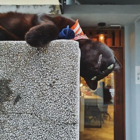 帮猫拍网美照　底片惊现一团黑影|电影工厂