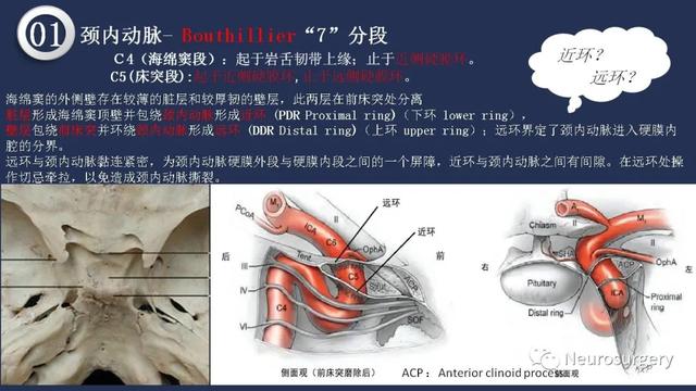 头颈动脉系统相关解剖