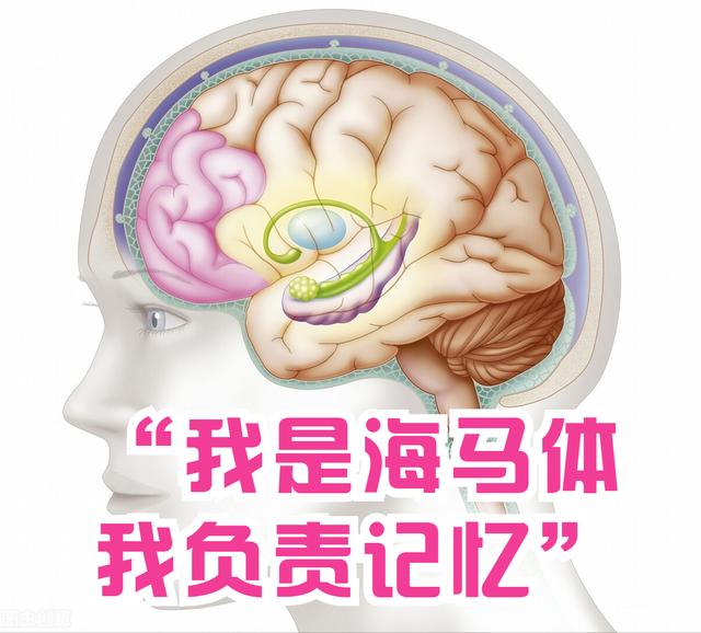 喝酒“断片”，是怎么回事？有什么危害？大脑此刻发生了什么？