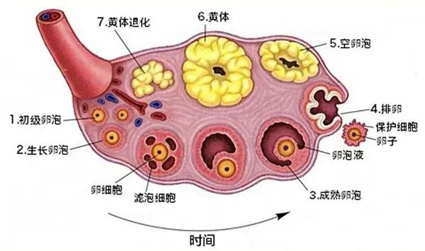 超级宝妈|提高试管婴儿成功率有哪些方法？生殖医生：先运动起来