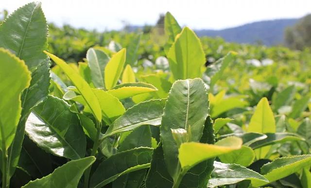 春茶|春天喝这杯茶，调三高、延衰老好处多多，百岁老人喝它几十年