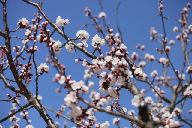 #旅行柚子君#刘公岛如此＂美味儿＂，让你明白什么才是真正的色香味俱佳～