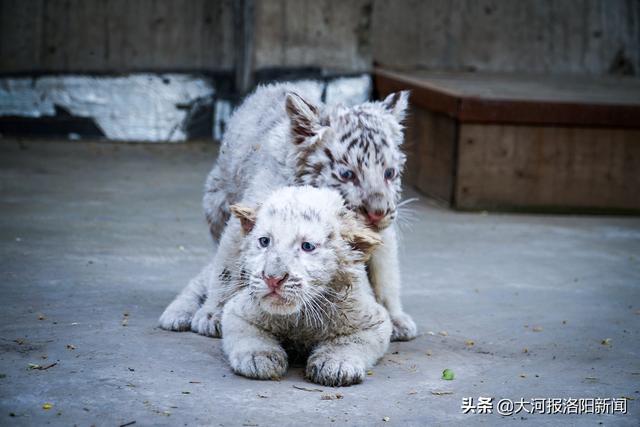 白虎|洛阳首对白虎龙凤胎将满百天，奶凶可爱一天两顿肉
