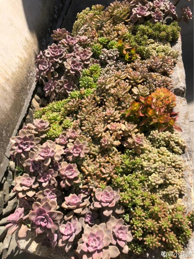 逛花市去捡漏，买了一堆长寿花，拿回来竟然全活了