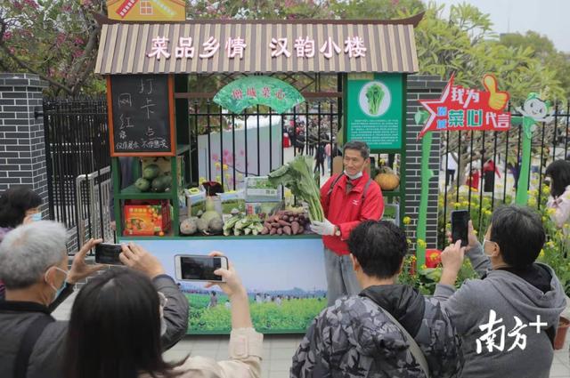 首次线上线下同步举办，广州增城菜心美食节来了