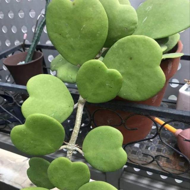 冬天就养耐阴花，没光也能开爆盆，扔角落自己疯长