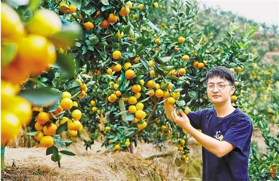 林东东在橘林中 受访者供图临近春节,临海市涌泉镇,漫山遍野的橘园