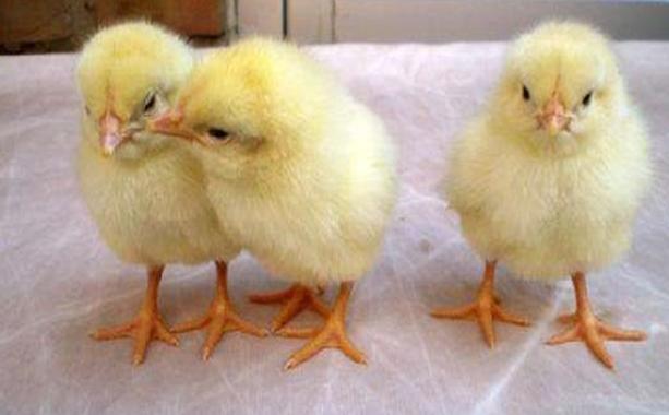 当一只金鸡和一只银母鸡交配时,它们的后代公雏是银的,它们的母小鸡是