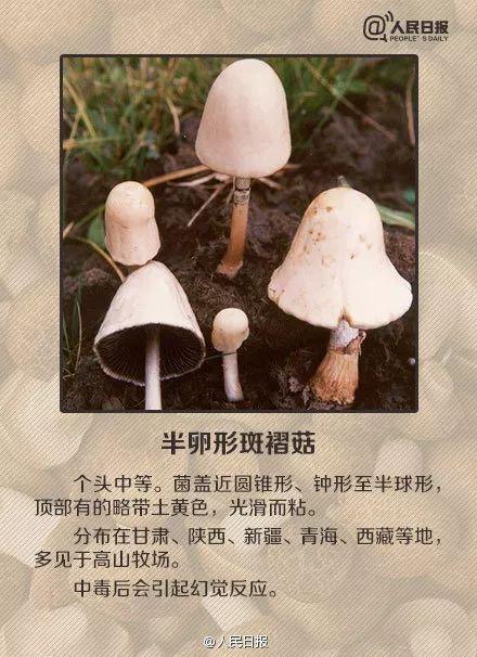 医院|桂林5人被野生菌放倒！中毒者事后回忆：吃起来又脆又甜……