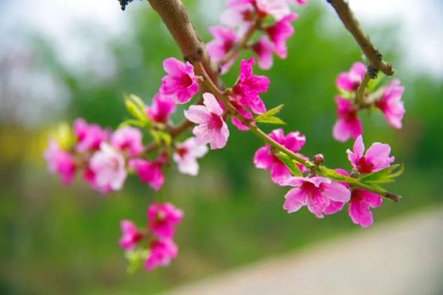 「旅行柚子君」云游通州 | 过把陶渊明的瘾!快节奏中的慢时光,城市里的世外桃源