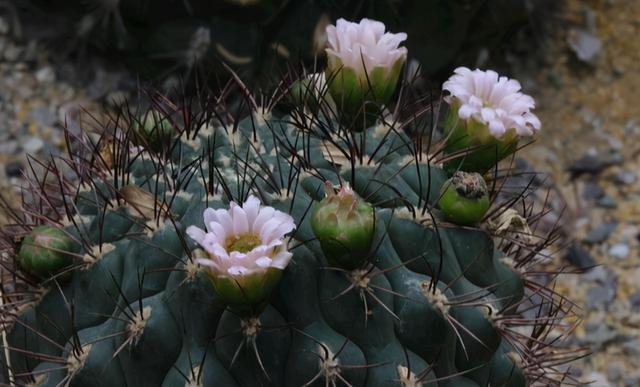 这“三种花”室内不能养，遇到最好“绕着走”，现在挪走还不迟