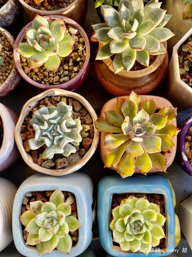 吹响多肉的号角，默默养我的菜