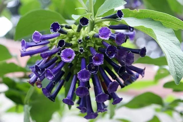 大咖分享 | 蓝色花境植物有那些？